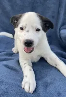 Ranger, a male Australian Cattle Dog and Border Collie for sale in Hillsboro, WI – 5 of 8
