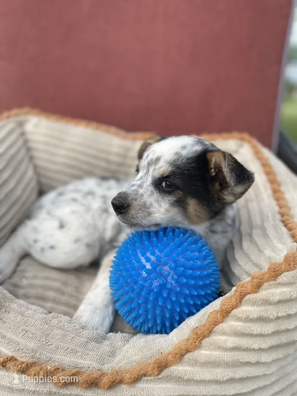 Trixie – Australian Cattle Dog puppy for sale in Hillsboro, WI