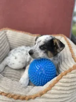 Trixie, a female Australian Cattle Dog for sale in Hillsboro, WI – 1 of 5