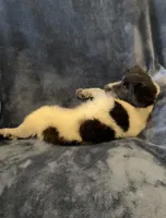 Millie, a female American Eskimo and Jack Russell Terrier for sale in Hillsboro, WI – 8 of 10