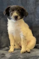 Millie, a female American Eskimo and Jack Russell Terrier for sale in Hillsboro, WI – 6 of 10