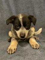 Roxy, a female Australian Cattle Dog for sale in Hillsboro, WI – 3 of 5