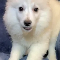 Smiley , a female American Eskimo for sale in Hillsboro, WI – Photo 3 of 6