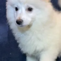 Smiley , a female American Eskimo for sale in Hillsboro, WI – Photo 5 of 6