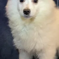 Smiley , a female American Eskimo for sale in Hillsboro, WI – Photo 6 of 6