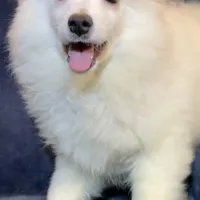 Smiley , a female American Eskimo for sale in Hillsboro, WI – Photo 4 of 6