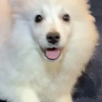 Smiley , a female American Eskimo for sale in Hillsboro, WI – Photo 2 of 6