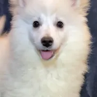Smiley , a female American Eskimo for sale in Hillsboro, WI – Photo 1 of 6