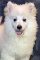 Smiley , a female American Eskimo for sale in Hillsboro, WI – Photo 1 of 6