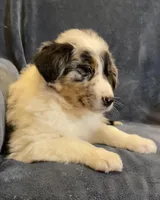 Audrey, a female Australian Shepherd for sale in Hillsboro, WI – Photo 3 of 5