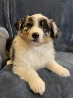 Audrey, a female Australian Shepherd for sale in Hillsboro, WI – Photo 1 of 5