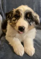 Audrey, a female Australian Shepherd for sale in Hillsboro, WI – Photo 2 of 5