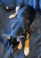 Cody, a male Australian Cattle Dog and Border Collie for sale in Hillsboro, WI – 5 of 5
