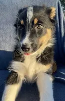 Sadie, a female Australian Shepherd for sale in Hillsboro, WI – 3 of 5