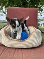 Skippy , a male Australian Cattle Dog for sale in Hillsboro, WI – 1 of 5