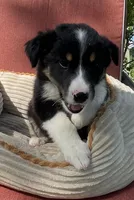 Colt, a male Australian Cattle Dog and Border Collie for sale in Hillsboro, WI – 4 of 9