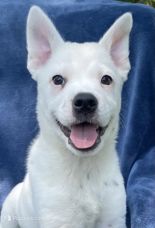 Ace – Australian Cattle Dog, Border Collie puppy for sale in Hillsboro, WI