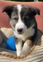 Dusty, a male Australian Cattle Dog and Border Collie for sale in Hillsboro, WI – 6 of 7