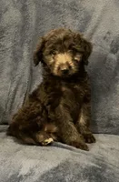 Hazel , a female English Shepherd and Poodle - Miniature  for sale in Hillsboro, WI – 4 of 6