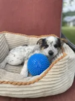 Trixie, a female Australian Cattle Dog for sale in Hillsboro, WI – 3 of 5