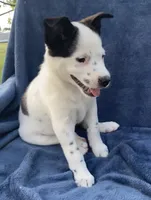Ranger, a male Australian Cattle Dog and Border Collie for sale in Hillsboro, WI – 3 of 8