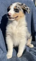 Bandit, a male Australian Shepherd for sale in Hillsboro, WI – 3 of 5
