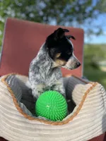 Cheyenne , a female Australian Cattle Dog and Mountain Cur for sale in Hillsboro, WI – 4 of 5