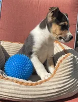 Wyatt , a male Australian Cattle Dog and Border Collie for sale in Hillsboro, WI – 3 of 7