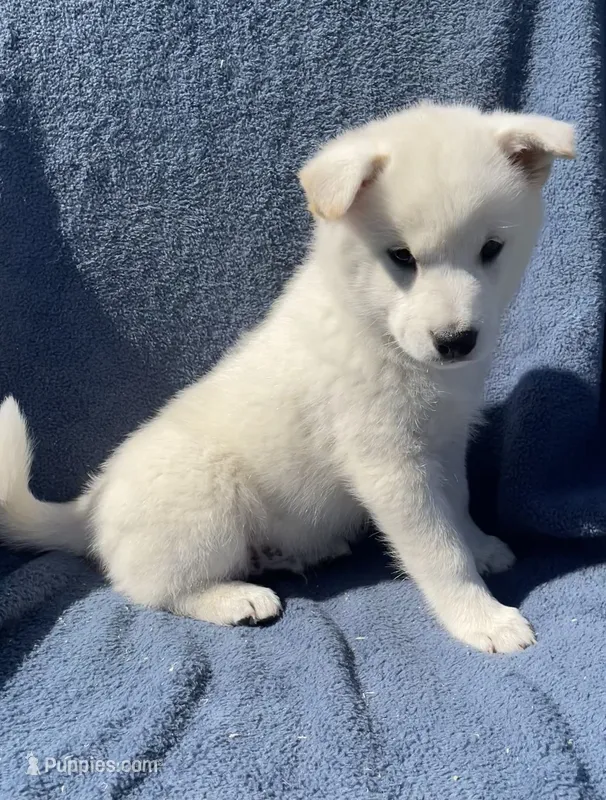Snowy – Shiba Inu puppy for sale in Hillsboro, WI