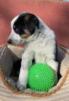 Buck, a male Australian Cattle Dog and Mountain Cur for sale in Hillsboro, WI – 3 of 5