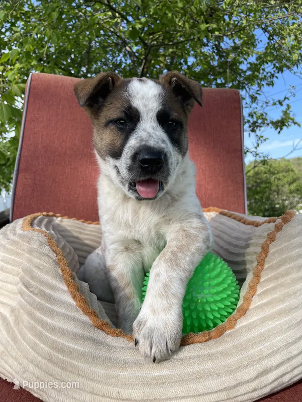 Red – Australian Cattle Dog puppy for sale in Hillsboro, WI