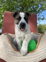 Red, a male Australian Cattle Dog for sale in Hillsboro, WI – 1 of 5