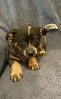 Tilly, a female Australian Cattle Dog for sale in Hillsboro, WI – 2 of 5