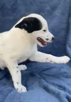 Ranger, a male Australian Cattle Dog and Border Collie for sale in Hillsboro, WI – 4 of 8