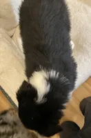 Aria, a female Australian Shepherd for sale in Hillsboro, WI – Photo 5 of 5