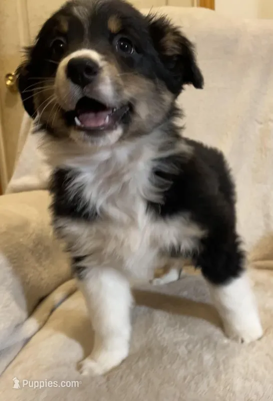 Aria – Australian Shepherd puppy for sale in Hillsboro, WI