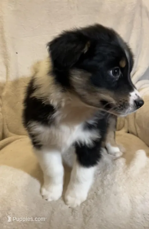 Aria – Australian Shepherd puppy for sale in Hillsboro, WI