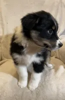 Aria, a female Australian Shepherd for sale in Hillsboro, WI – Photo 1 of 5