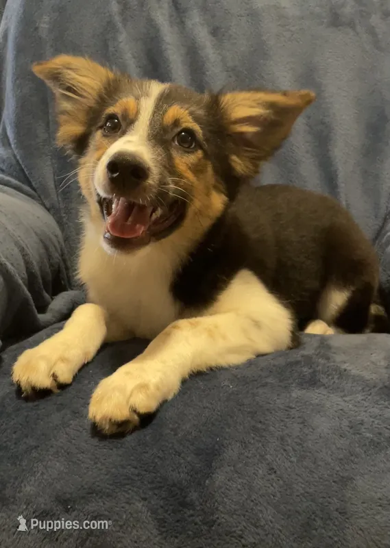 Annie  – Australian Cattle Dog, Border Collie puppy for sale in Hillsboro, WI