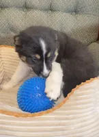 Dakota , a female Australian Cattle Dog and Border Collie for sale in Hillsboro, WI – 2 of 6