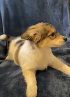 Gabby, a female American Eskimo and Jack Russell Terrier for sale in Hillsboro, WI – 4 of 10