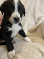 Jenna, a female Australian Cattle Dog and Border Collie for sale in Hillsboro, WI – Photo 3 of 5