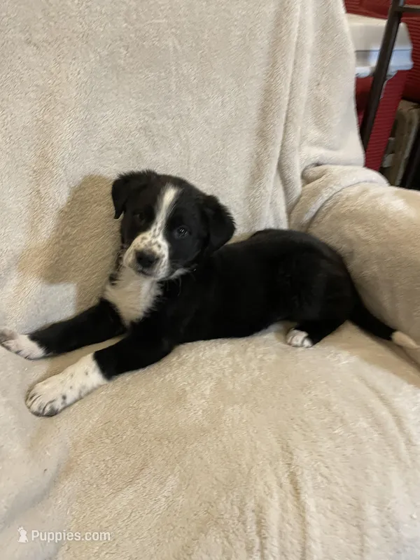 Jenna – Australian Cattle Dog, Border Collie puppy for sale in Hillsboro, WI