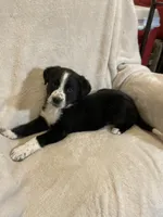 Jenna, a female Australian Cattle Dog and Border Collie for sale in Hillsboro, WI – Photo 1 of 5