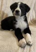 Jenna, a female Australian Cattle Dog and Border Collie for sale in Hillsboro, WI – Photo 4 of 5