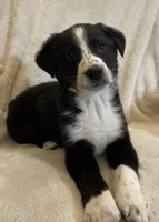 Jenna, a female Australian Cattle Dog and Border Collie for sale in Hillsboro, WI – Photo 2 of 5
