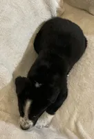 Jenna, a female Australian Cattle Dog and Border Collie for sale in Hillsboro, WI – Photo 5 of 5