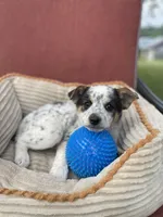 Trixie, a female Australian Cattle Dog for sale in Hillsboro, WI – 4 of 5