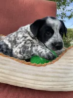 Dotty, a female Australian Cattle Dog for sale in Hillsboro, WI – 2 of 5