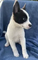 Scout, a male Australian Cattle Dog and Border Collie for sale in Hillsboro, WI – 2 of 6